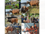 h abdul rahman berkurban di sejumlah wilayah kota jambi