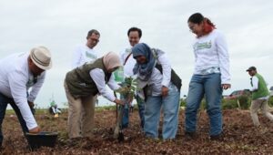 - PT SAS akan Siapkan 1,4 Juta Bibit Tanaman, Rehabilitasi 2 Ribu Hektar Lahan Gambut di Jambi