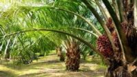 Pohon kelapa sawit.