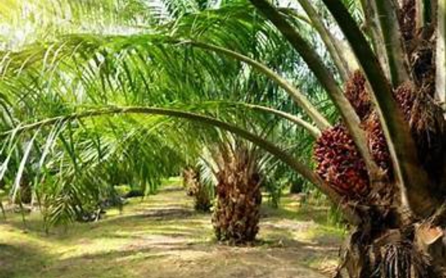 Pohon kelapa sawit.