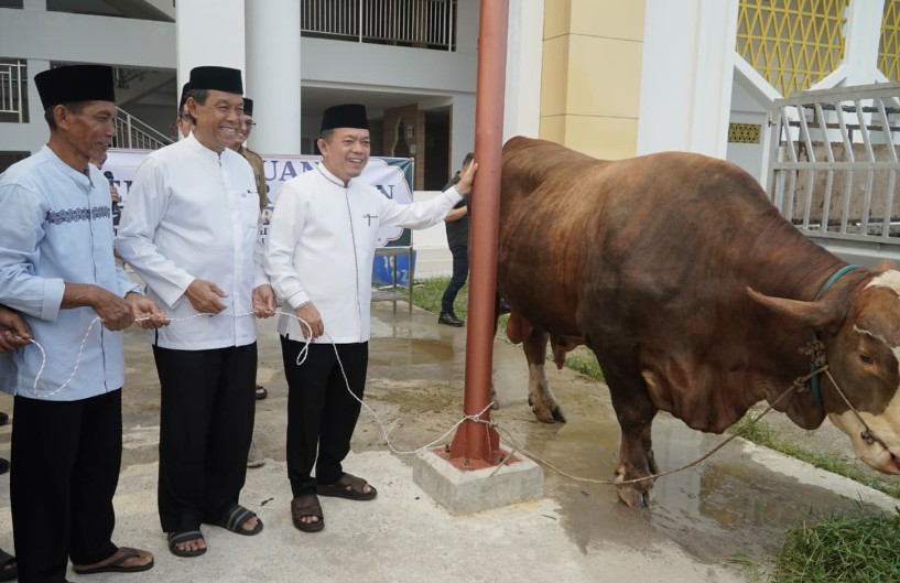 Gubernur Al Haris Serahkan Sapi Kurban Presiden Prabowo Seberat 930 Kilogram di Jambi