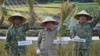 Gubernur Al Haris Hadiri Panen Raya TNI di Desa Kota Baru Geragai, Dukung Ketahanan Pangan
